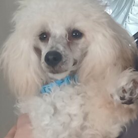 Toy Poodle - Both