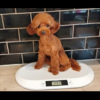 Toy Poodle
