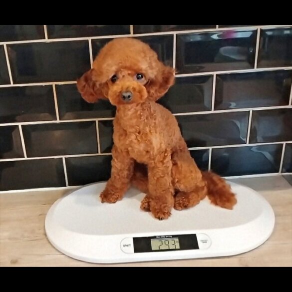 Toy Poodle