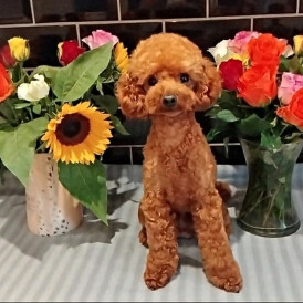 Toy Poodle