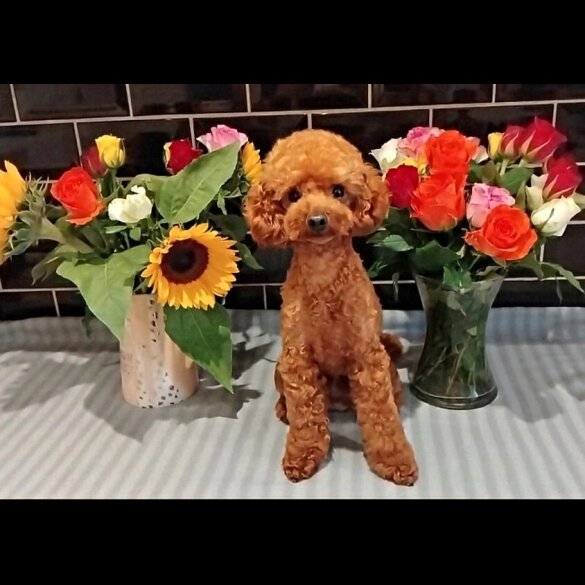 Toy Poodle