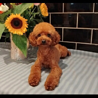 Toy Poodle