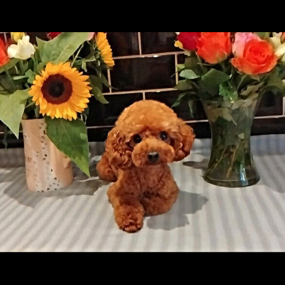Toy Poodle