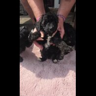 Toy Poodle - Both