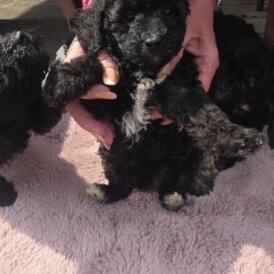 Toy Poodle - Both