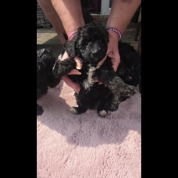 Toy Poodle - Both