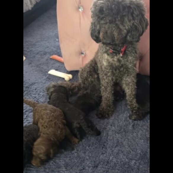 Toy Poodle - Both