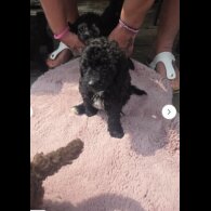 Toy Poodle - Both