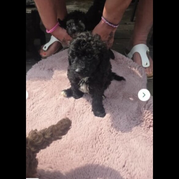 Toy Poodle - Both