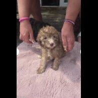 Toy Poodle - Both