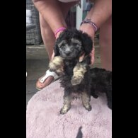 Toy Poodle - Both