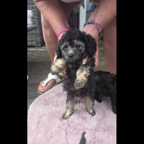 Toy Poodle - Both
