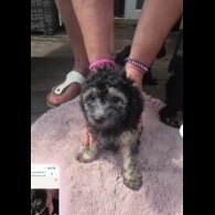 Toy Poodle - Both