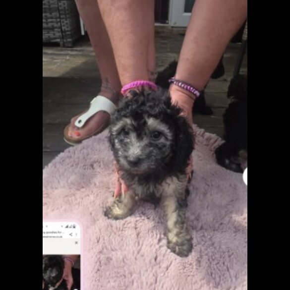 Toy Poodle - Both