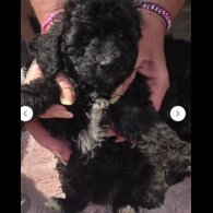 Toy Poodle - Both
