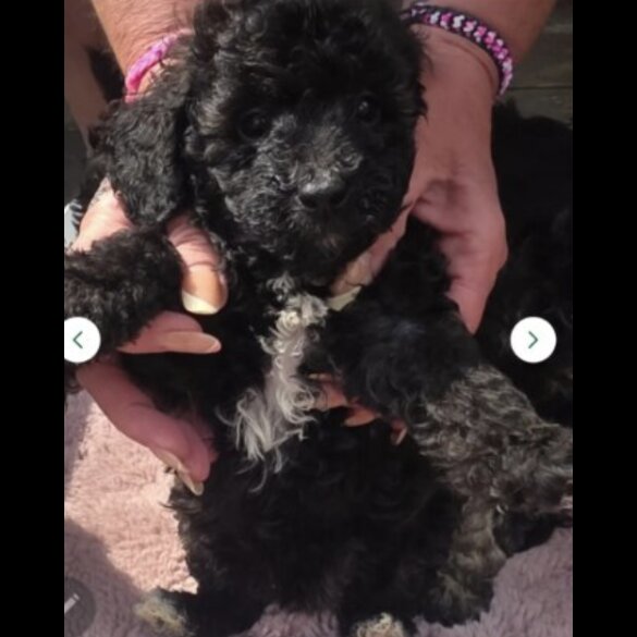 Toy Poodle - Both