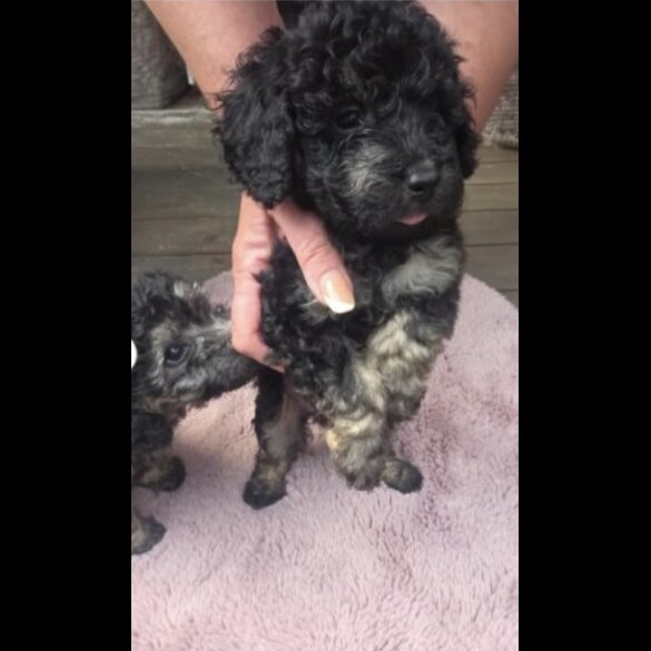Toy Poodle - Both