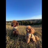 Toy Poodle - Bitches
