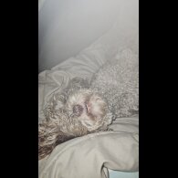 Toy Poodle - Both