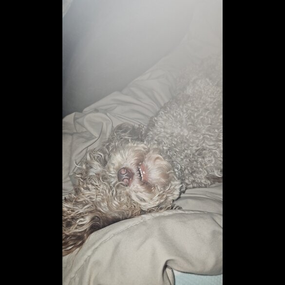 Toy Poodle - Both