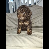 Toy Poodle - Both