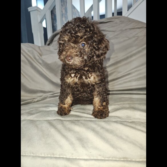 Toy Poodle - Both