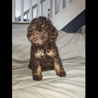 Toy Poodle - Both