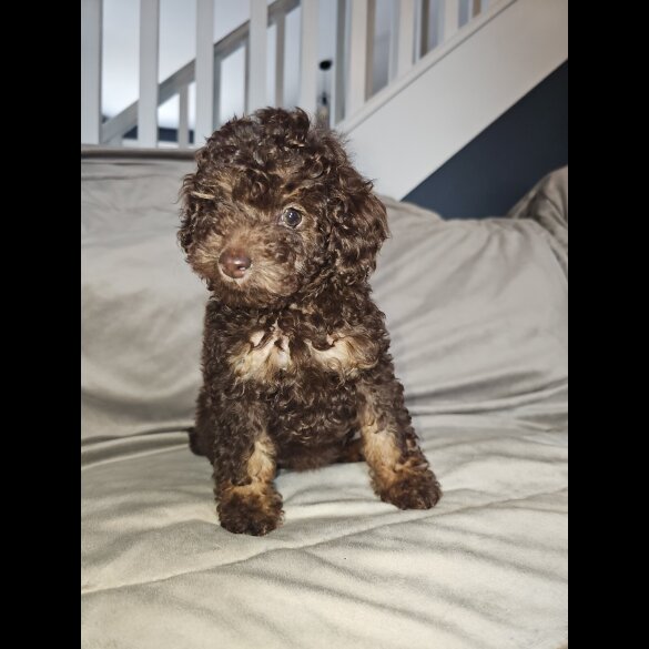 Toy Poodle - Both