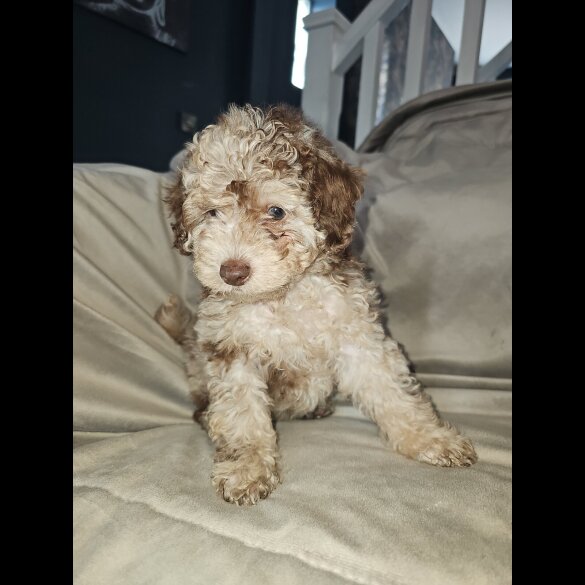 Toy Poodle - Both