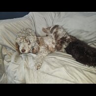 Toy Poodle - Both