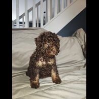 Toy Poodle - Both