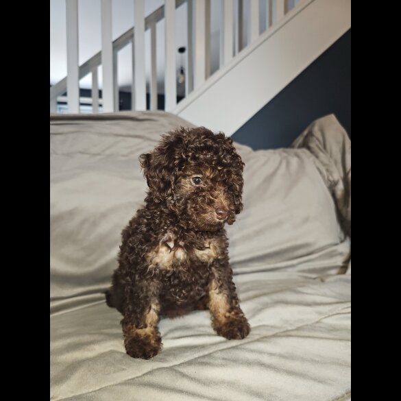 Toy Poodle - Both