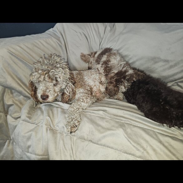 Toy Poodle - Both