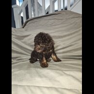 Toy Poodle - Both