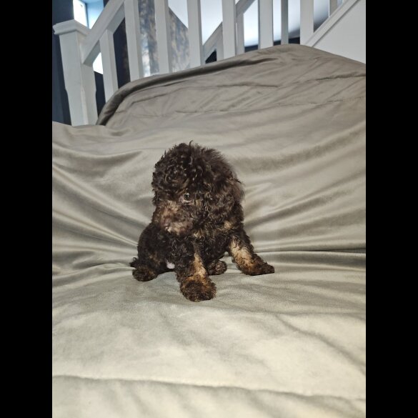 Toy Poodle - Both