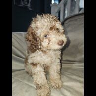 Toy Poodle - Both