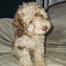 Toy Poodle - Both