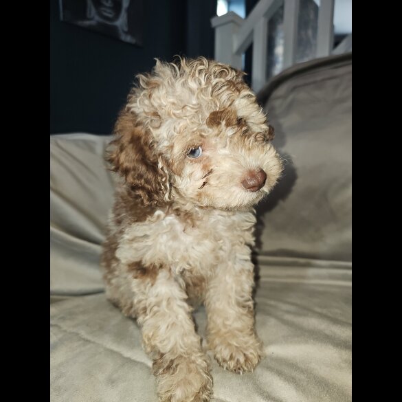 Toy Poodle - Both