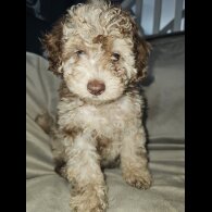Toy Poodle - Both