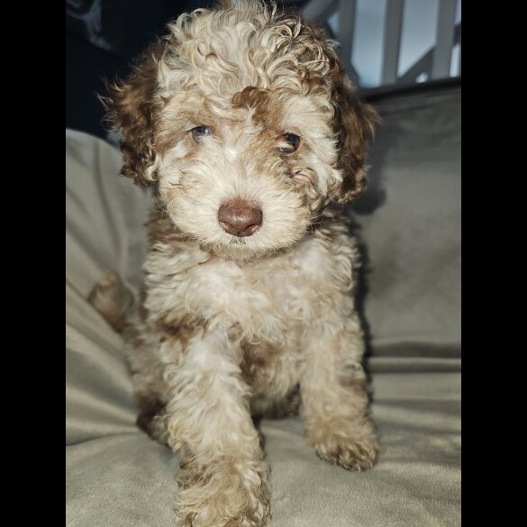 Toy Poodle - Both