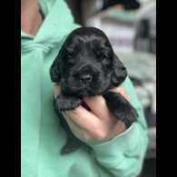 Cocker Spaniel (Working &amp; Show) - Both
