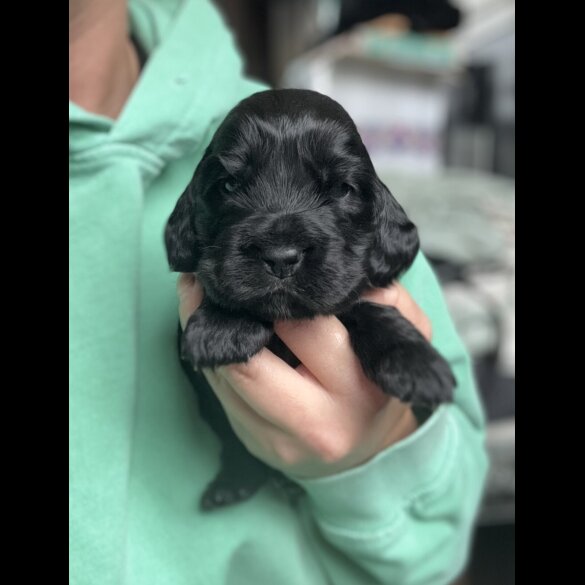 Cocker Spaniel (Working &amp; Show) - Both