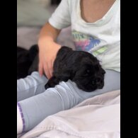 Cocker Spaniel (Working &amp; Show) - Both
