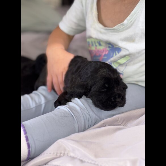 Cocker Spaniel (Working &amp; Show) - Both