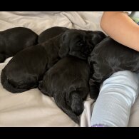 Cocker Spaniel (Working &amp; Show) - Both
