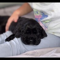 Cocker Spaniel (Working &amp; Show) - Both