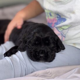 Cocker Spaniel (Working &amp; Show) - Both