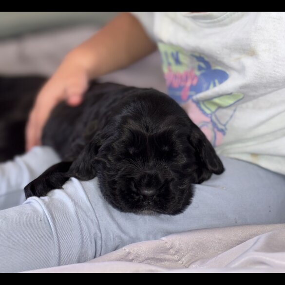 Cocker Spaniel (Working &amp; Show) - Both
