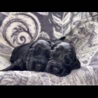 Cocker Spaniel (Working &amp; Show) - Both