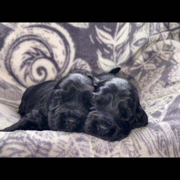 Cocker Spaniel (Working &amp; Show) - Both